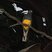 White-tailed Trogon